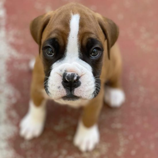 Tyson M Tyson M